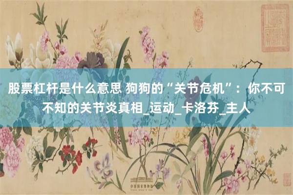 股票杠杆是什么意思 狗狗的“关节危机”：你不可不知的关节炎真相_运动_卡洛芬_主人