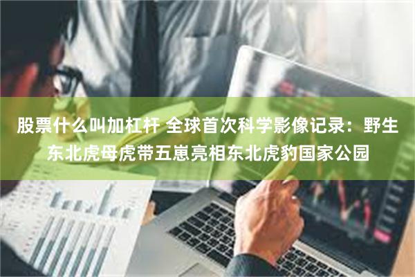 股票什么叫加杠杆 全球首次科学影像记录：野生东北虎母虎带五崽亮相东北虎豹国家公园